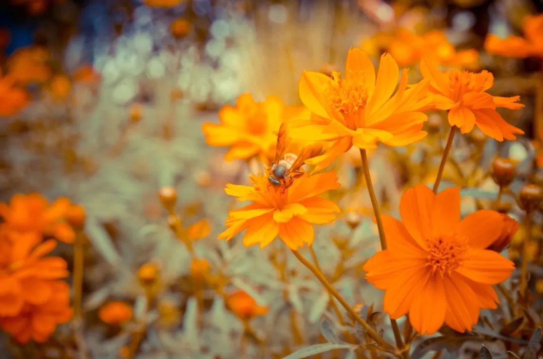 它被成為“眼黃金”，護眼千萬別錯過！