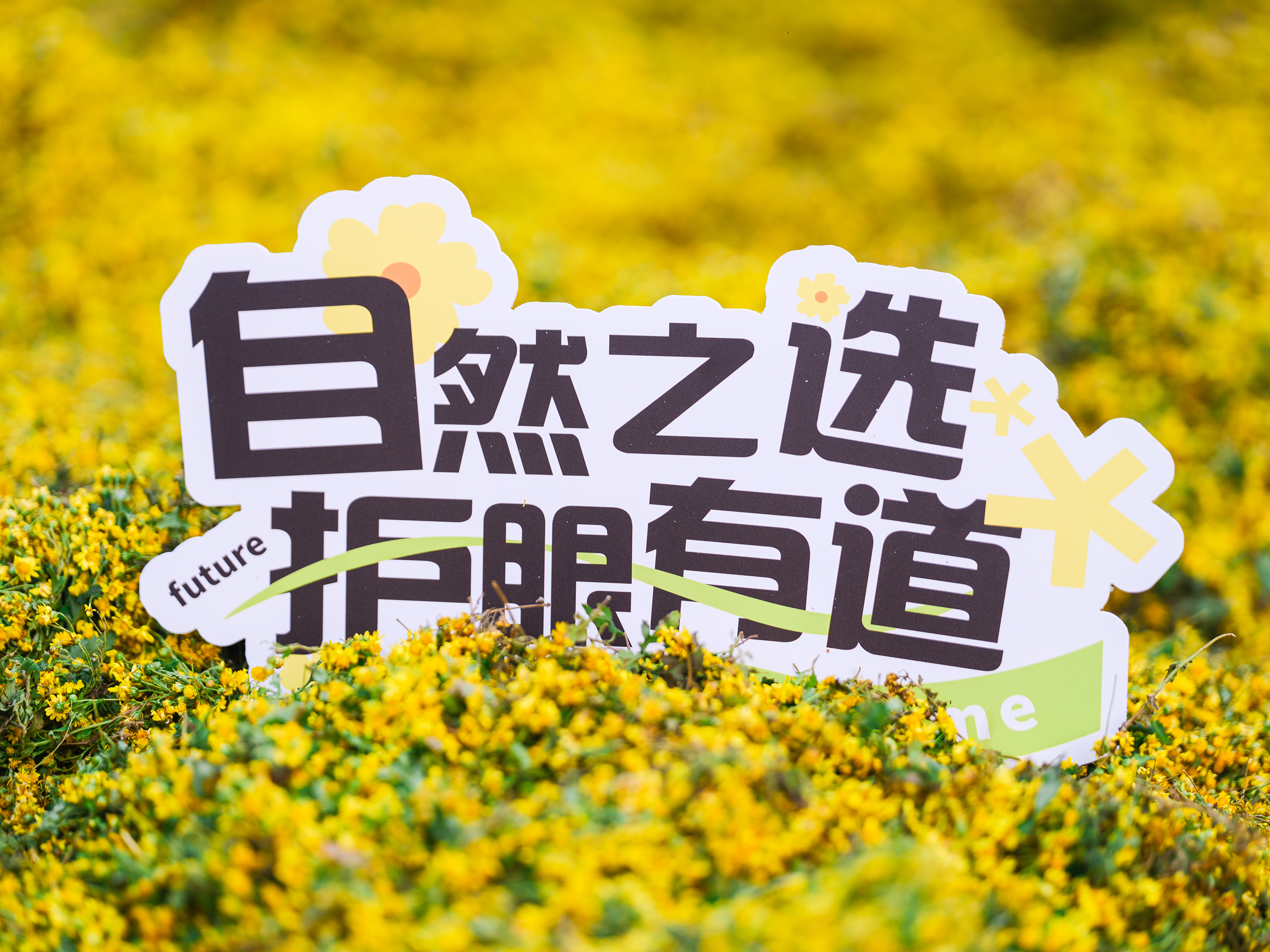 #好視力眼貼，【源】來(lái)真的好—野菊花道地溯源之旅精彩放送